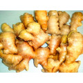 Primera calidad China Ginger proveedor fresco 100-150g